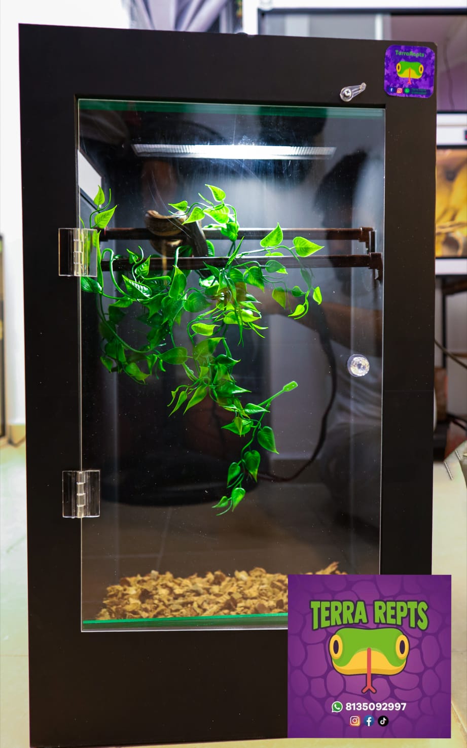 Terrario para serpiente arboricola